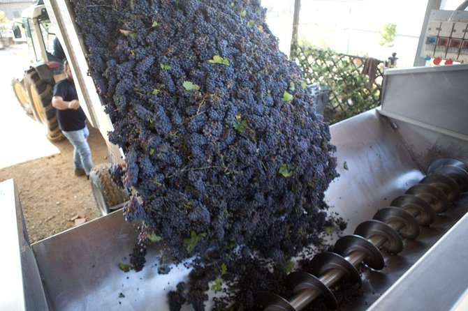 4 Wines Tasting with 2 Tuscan Cheeses & Tour at the winery - Two Sheep-Milk Pecorinos: Pairing That Explains More Than It Hides