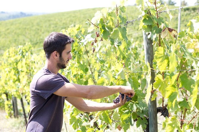 4 Wines Tasting with 2 Tuscan Cheeses & Tour at the winery - Optional Vineyard Walk: A Nice Bonus When Conditions Allow