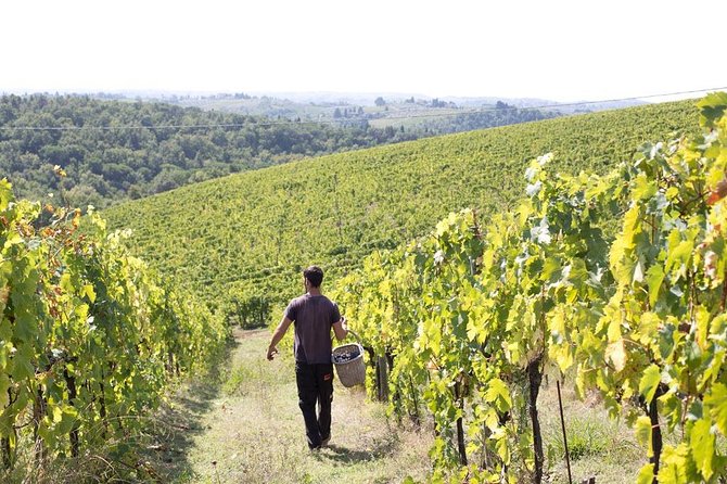 4 Wines Tasting with 2 Tuscan Cheeses & Tour at the winery - Who Should Book This Winery Tasting (and Who Might Skip It)