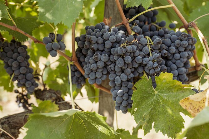 5 Wine Tastings in San Gimignano - The tasting menu: what you’ll actually eat and drink