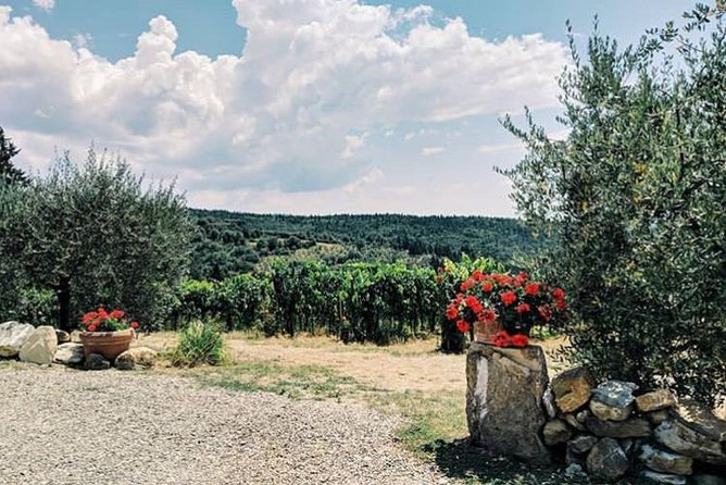 Amazing Lunch in organic Farm with Balsamic Vinegar Olive Oil truffle and Wine tasting Experience in Tuscany - Wine Tasting That’s More Than One Pour
