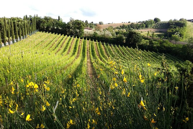 Authentic Tuscan Cooking Class & Winery Tour in San Gimignano - Wine tasting with lunch: pairing food you made with Tuscan reds and whites