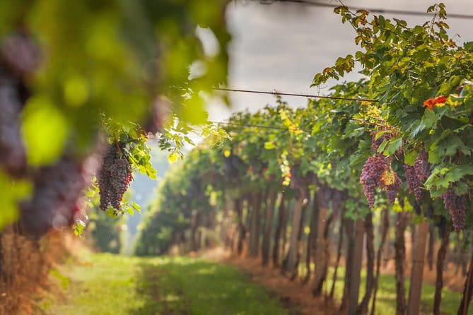 Best of Tuscany Private Tour: Siena, San Gimignano, Monteriggioni - Key highlights at a glance