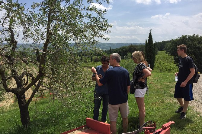 Brunello di Montalcino, small biodynamic wineries - Tuscan Lunch Included: Crostini, Ribollita, and Cantucci With Vin Santo