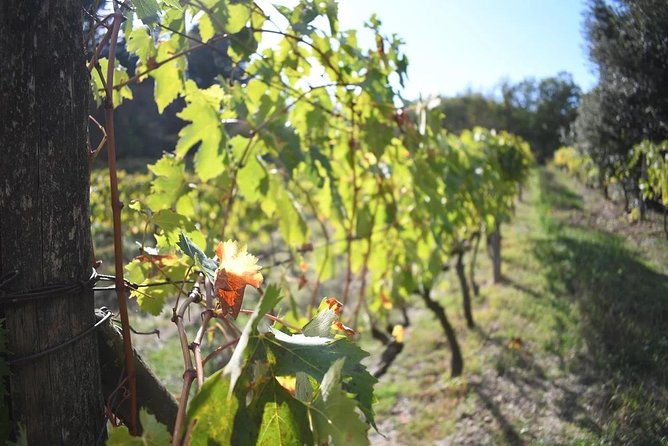 Brunello Vineyards Bus Tour - Why the time window works: 3 hours that actually feel usable