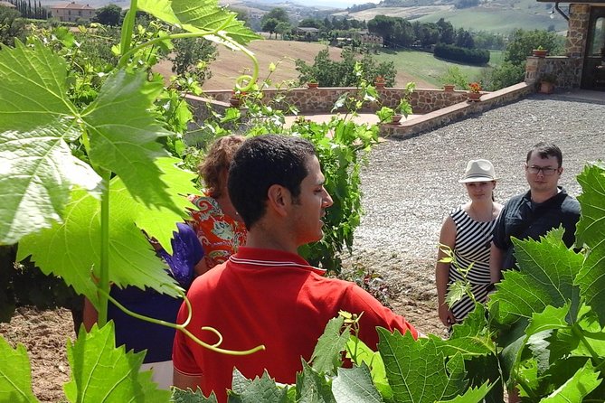 Brunello Vineyards Bus Tour - Price and value: what you’re paying for at $216.74 per person