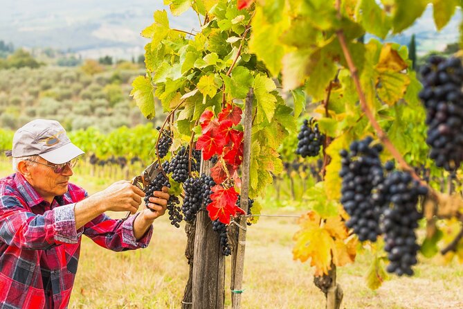 Brunello Wine Tasting from San Gimignano - San Gimignano to Montalcino: the scenic drive part you can’t skip