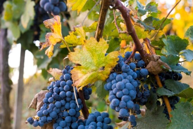 Brunello Wine Tasting from San Gimignano - Transportation and timing: where the value can shine or sag