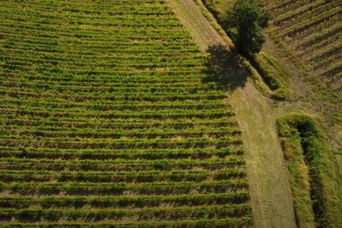 Brunello Wine Tasting from San Gimignano - The human factor: guides, accents, and the small-group vibe