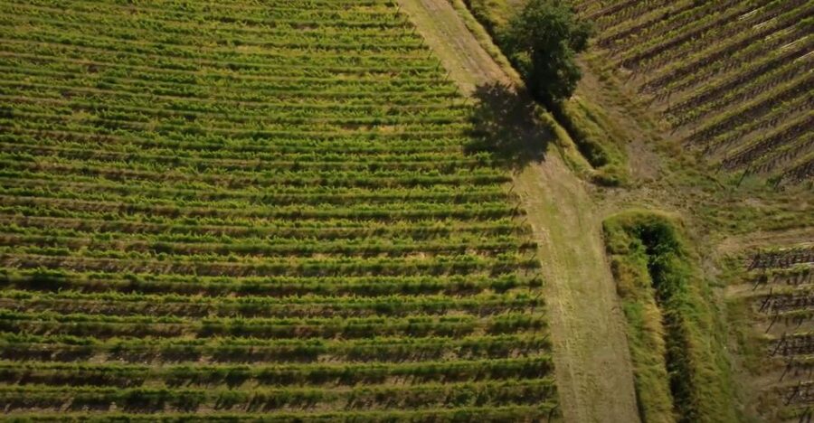 Chianti and Castles Tour From San Gimignano - The wine tastings: what you’ll learn from two estates