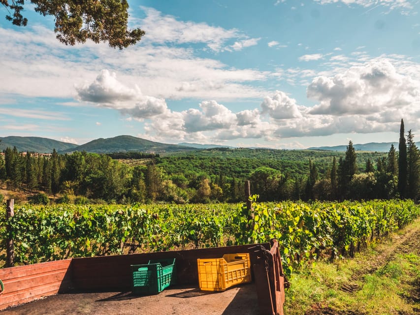 Chianti Organic wine tasting - Cellar visit and production talk: what you learn before you taste
