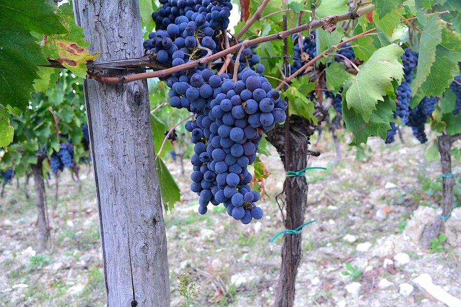 Chianti Rufina: Wine Tour in Castle & Historical Villa - Afternoon estate: Montecchio or Rampolla in the Chianti hills