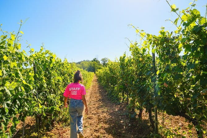 Chianti Vineyards Escape from Florence with Two Wine Tastings - Price and logistics: why $53.10 feels fair