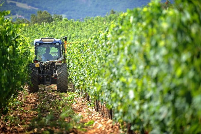 Chianti Vineyards Tours in Private Luxury Van from Florence - How the Chianti day trip runs from Florence (and why the format matters)