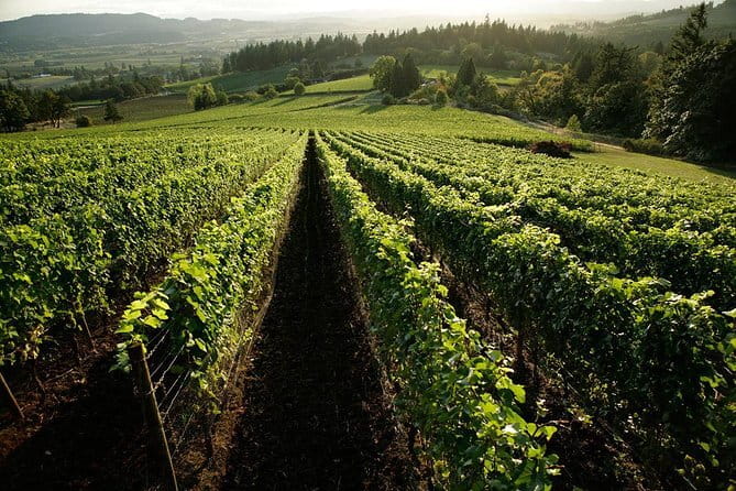 Chianti Vineyards Tours in Private Luxury Van from Florence - San Casciano in Val di Pesa: l’Apparita Estate and the garden-style vibe