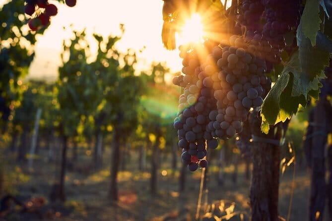Discover Chianti: Half-Day Tour - Florence to Chianti Hills: the ride is part of the experience