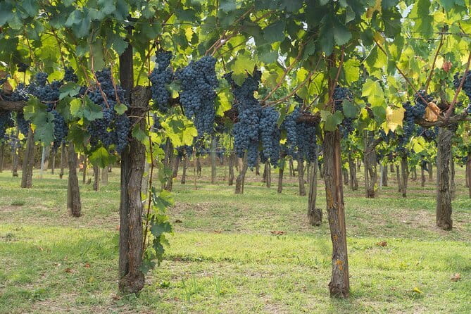 Discover Chianti: Half-Day Tour - Timing, free time, and how to plan your Florence day