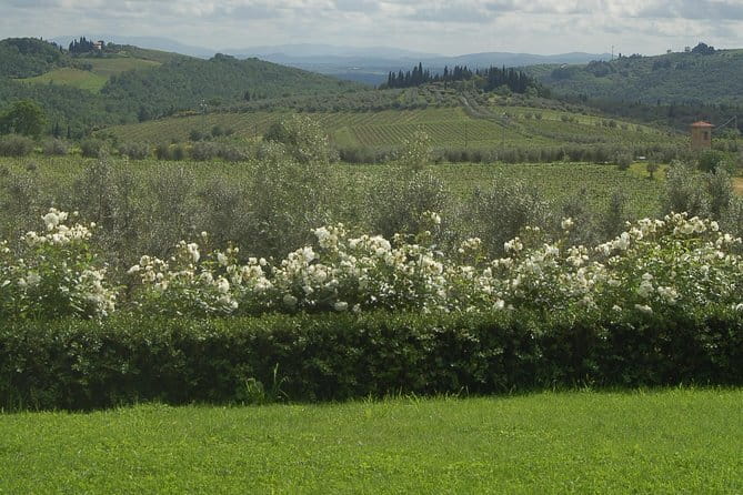Discover Chianti Through its Wines - Key things to know before you go