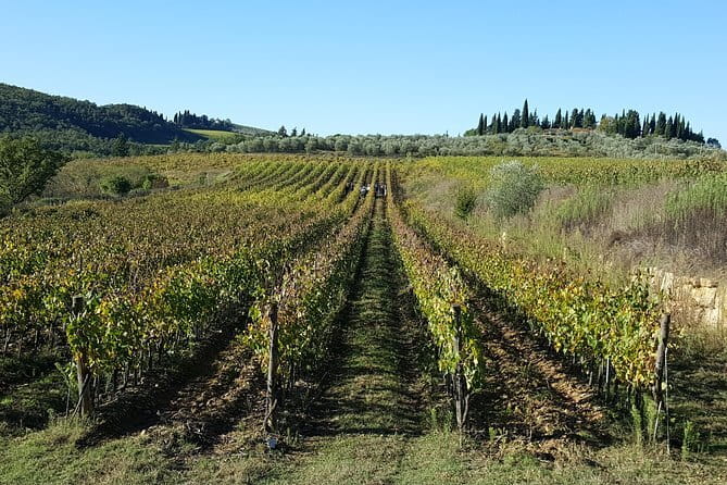Discover Chianti Through its Wines - Walking the vines and olive fields: the lesson before the tasting
