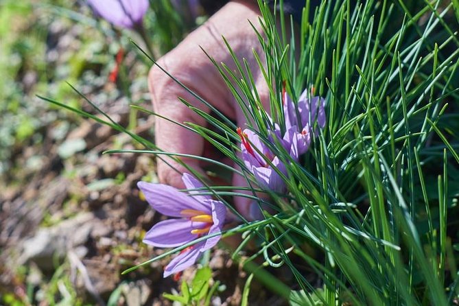 Discover Montalcino through its best productions: Brunello & Saffron!! - Saffron farm stop: the flavor thread that runs through the whole day