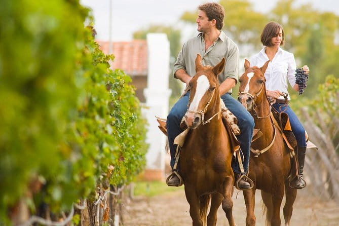 Discover Organic and Biodynamic Chianti Small Wineries - Tuscan Lunch Included: Local Products, Vegetarian Option