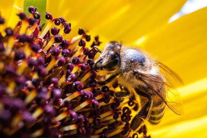 Discovering Bees in Volterra - Key Highlights You’ll Care About