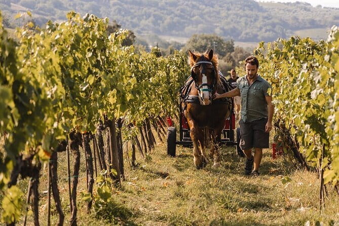 Exclusive Brunello di Montalcino tour from Florence - A Private Florence-to-Montalcino Day Trip (Brunello Without the Stress)