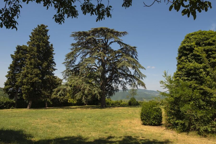 Exclusive Chianti Rufina Half-Day with lunch from Florence - Olive Oil Tasting: The Secret Weapon for Reading the Wines