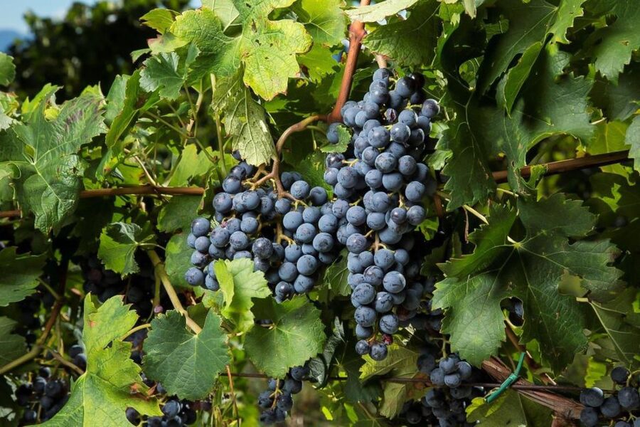 Exclusive Chianti Rufina Half-Day with lunch from Florence - Practical Tips So Your Day Feels Easy