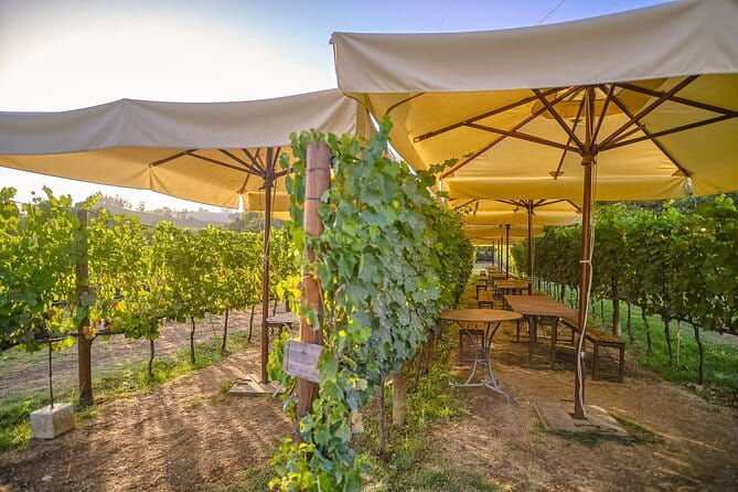 Exclusive Winery Tour with Tasting and Dinner in Chianti vineyard - Sunset dinner among the vines: what the experience is really like