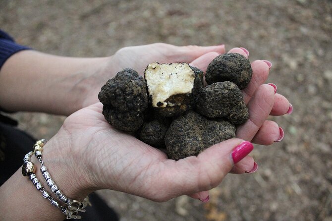 Experience Tuscan Truffle Hunting with Wine and Lunch - Tenuta Torciano in Ulignano: starting outside the tourist churn