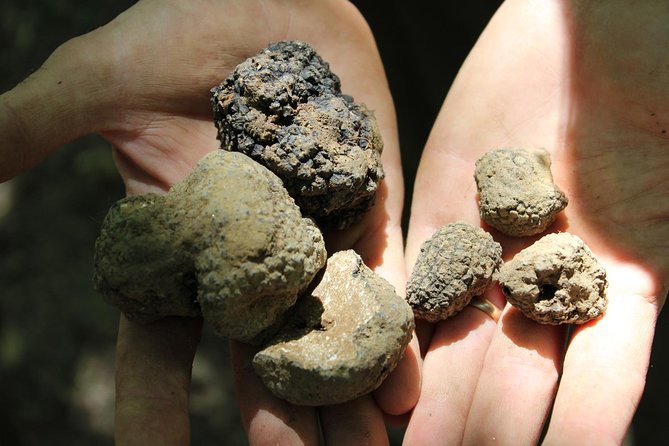Experience Tuscan Truffle Hunting with Wine and Lunch - The winery and vineyard walk at Tenuta Torciano