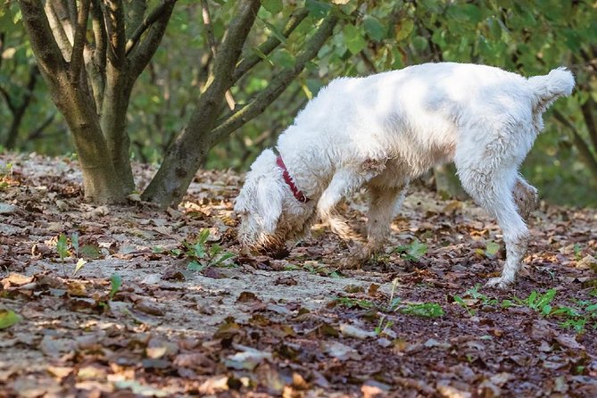 Experience Tuscan Truffle Hunting with Wine and Lunch - The 4-course meal: lunch or dinner with oils, vinegars, and truffle oil tastings