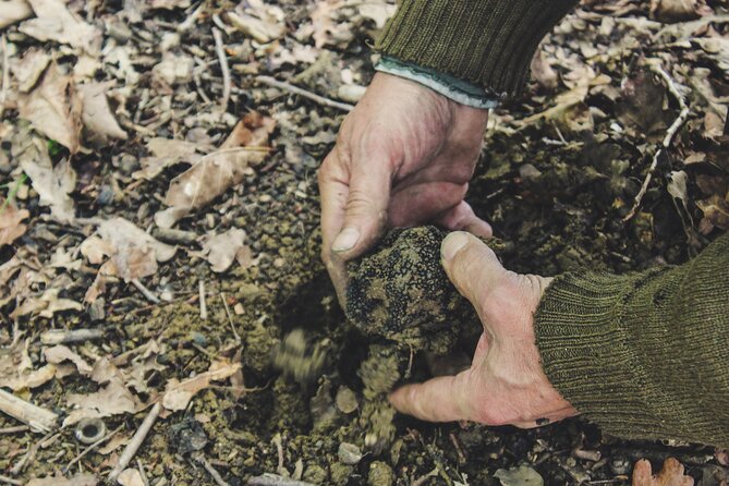Experience Tuscan Truffle Hunting with Wine and Lunch - Dogs, training, and how the hunt comes together