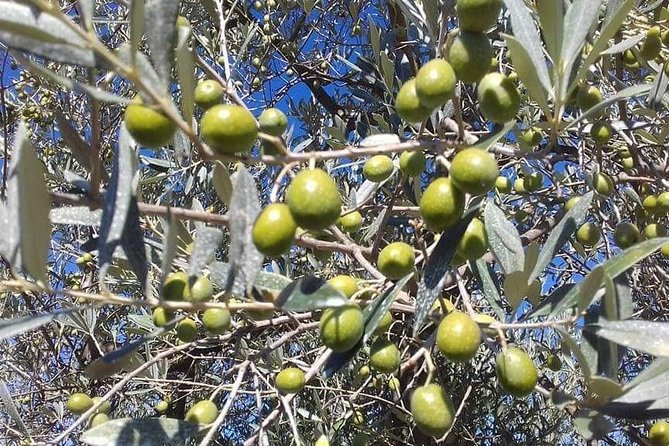 Extra Virgin Olive Oil Experience - Key highlights worth planning for