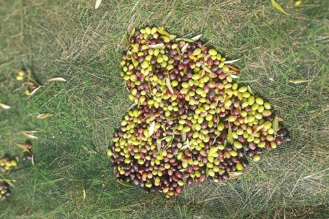Extra Virgin Olive Oil Experience - Price and value for $13.96 per person
