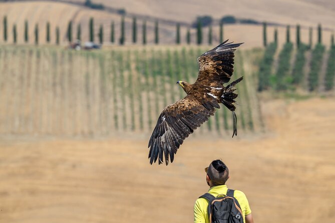 Falconry experience in Tuscany - Key things to know before you go