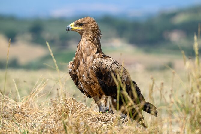 Falconry experience in Tuscany - The falconry basics you’ll actually understand (and why UNESCO matters)