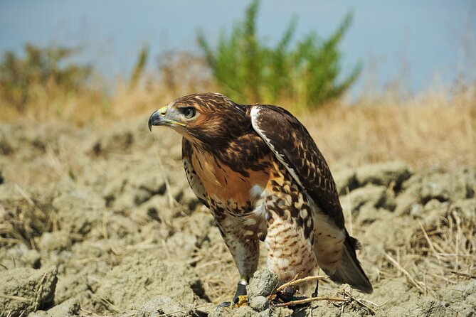Falconry experience in Tuscany - One-on-one time: why the group size changes the whole feel