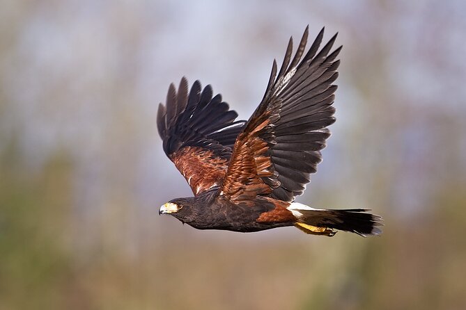 Falconry experience in Tuscany - Your 10:00 am timing and the hot-weather reality in Tuscany