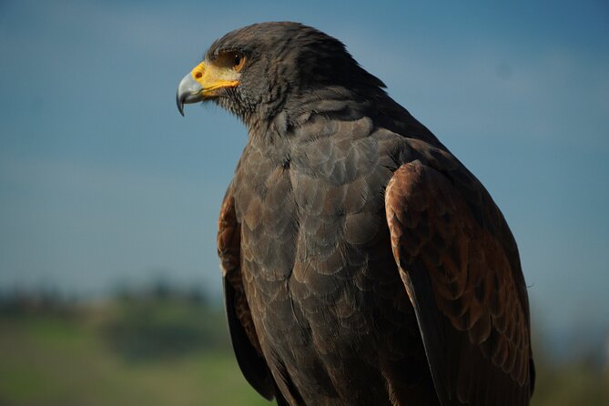 Falconry experience in Tuscany - Price and value: is $239.81 per group worth it?