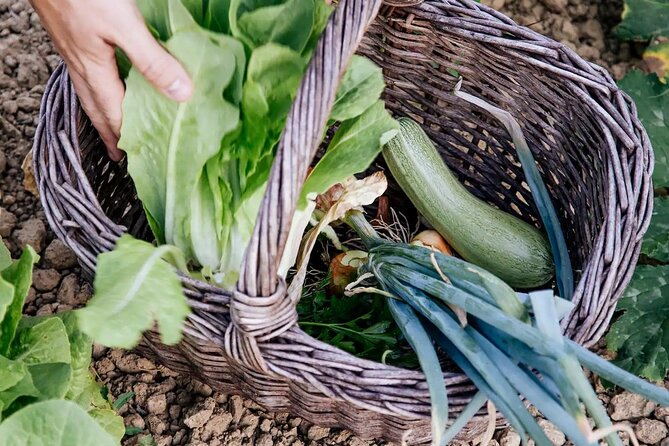 Farm To table Experience on an organic hilltop estate in Tuscany - The drinks plan: wine, spirits, and limoncello with your meal