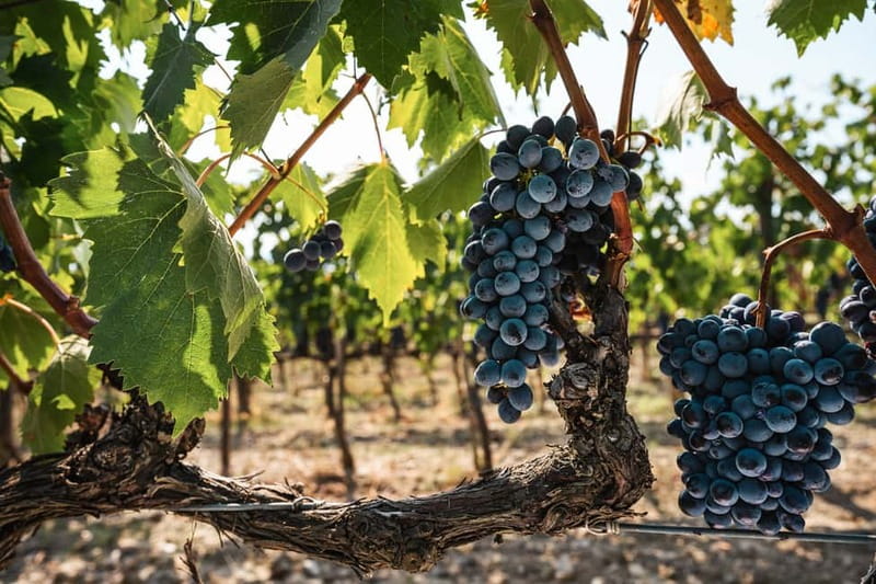 Florence: Chianti Vineyards Tour with Wine Tasting & Dinner - Group size, pacing, and what can affect the night