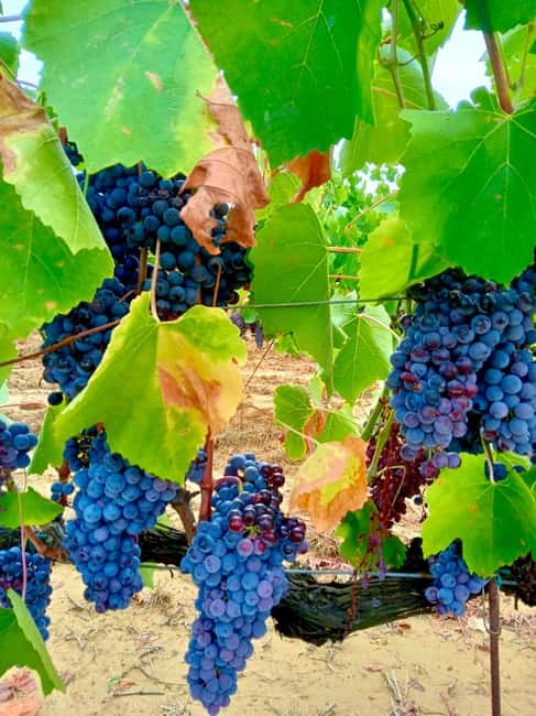 Florence: Countryside Tour with Wine Tasting & Pasta Class - Handmade pasta class: tortelli or ravioli, made together