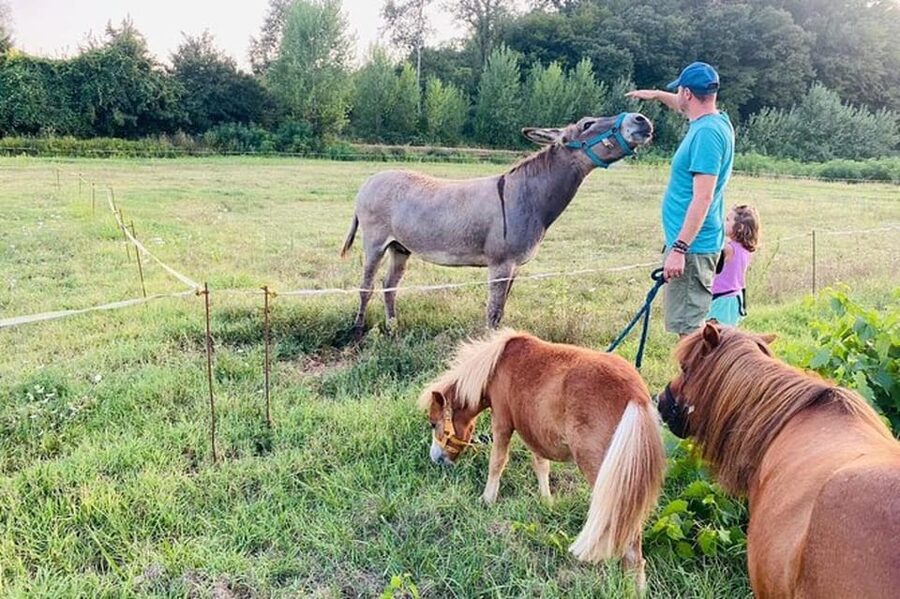 Florence: Countryside Tour with Wine Tasting & Pasta Class - Buying wine and shipping from the farm shop (and why it’s worth doing)