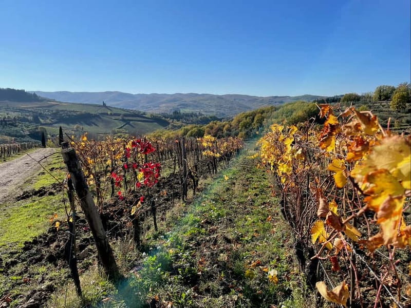 Florence: Hiking Tuscany & Chianti wine 3 wineries and lunch - The second walk and winery: olive groves, then 3 generations