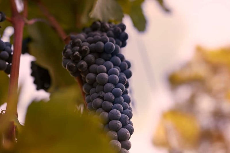 Florence Hills : Winery Tour 18 km from Florence - Key points to know before you go