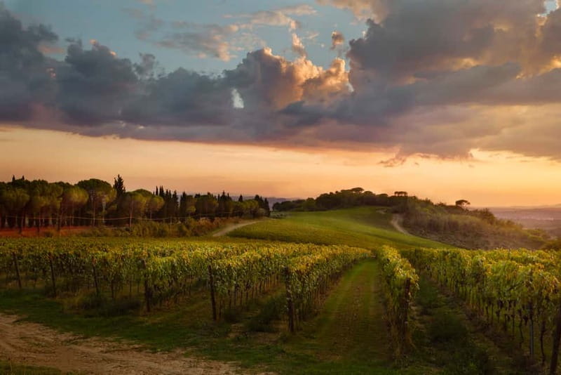 Florence Hills : Winery Tour 18 km from Florence - A 90-minute countryside break 18 km from Florence