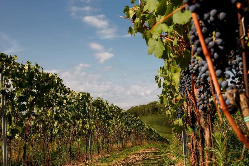 Florence Hills : Winery Tour 18 km from Florence - Cellar time: the family story behind the wines