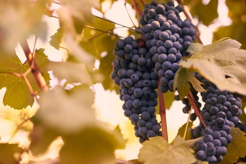 Florence Hills : Winery Tour 18 km from Florence - Price, pacing, and who should book (no kids under 18)